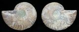 Polished Ammonite Pair - Agatized #56272-1